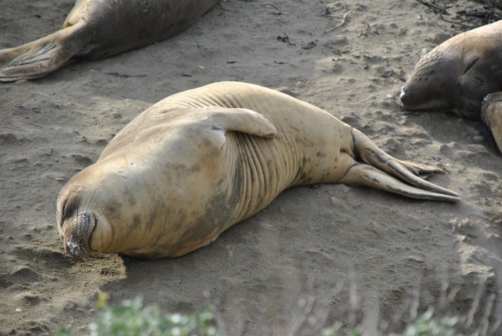 Sleeping Elephant Seal