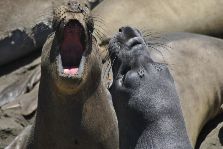 Yawning Elephant Seals